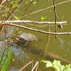 Wasserschildkröte am Linsenholzsee