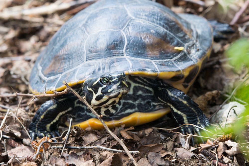 Wasserschildkröte an Land Foto & Bild | jahreszeiten, frühling, natur Bilder auf fotocommunity