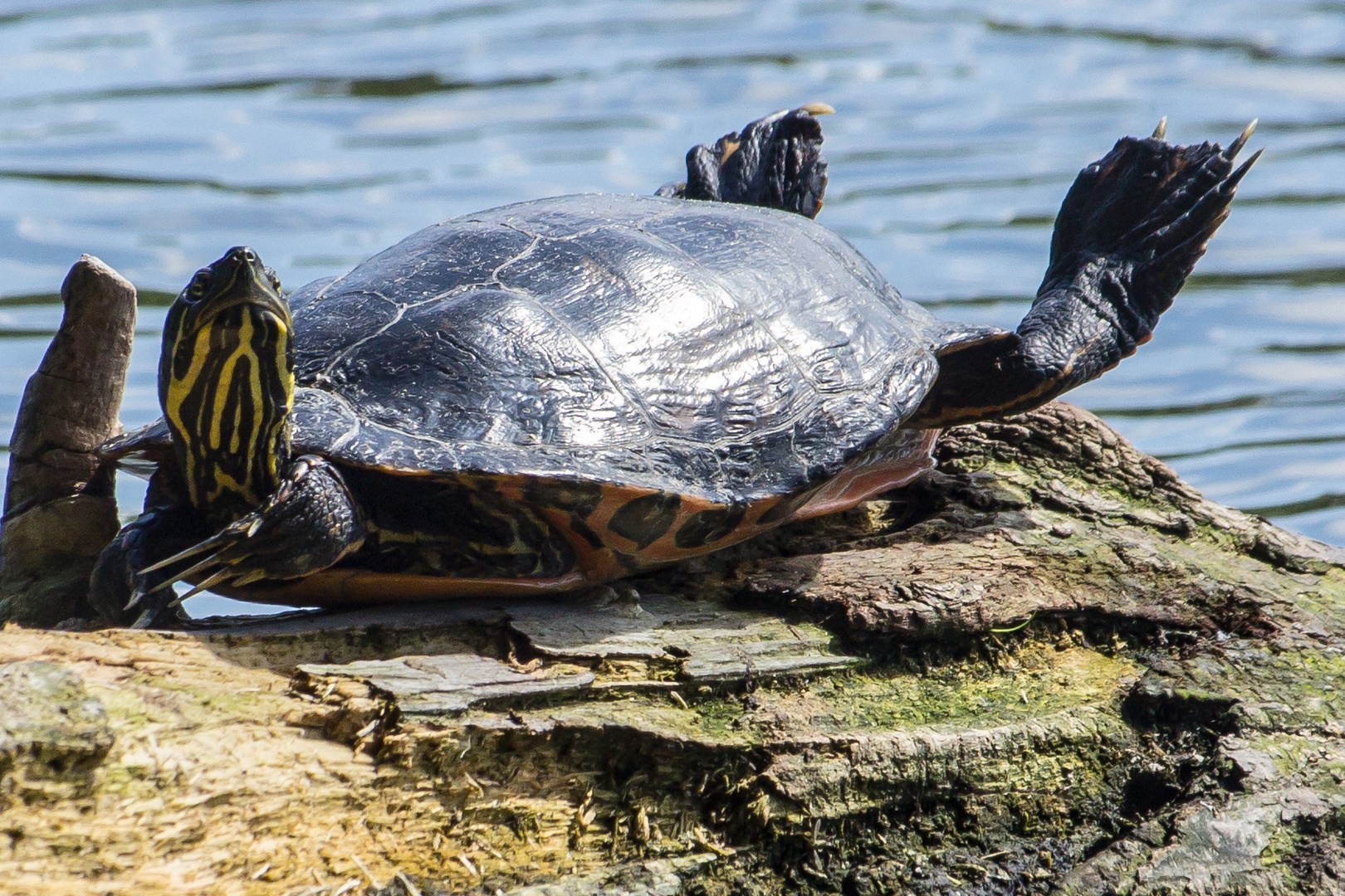 Wasserschildkröte auf der Sonnenbank