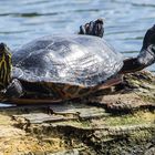 Wasserschildkröte auf der Sonnenbank