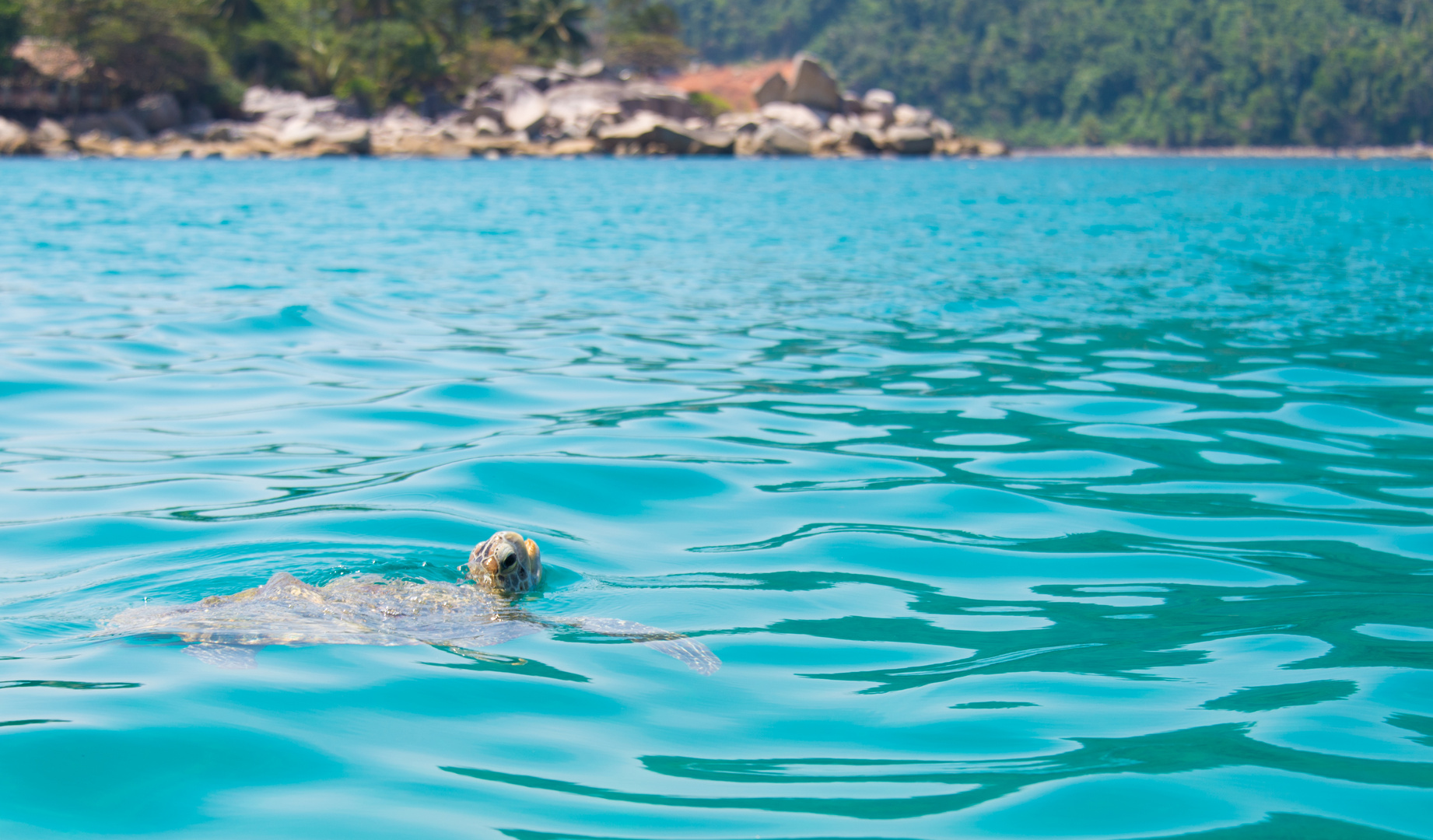 Wasserschildkröte auf Pulau Perhentian, Malaysia