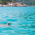 Wasserschildkröte auf Pulau Perhentian, Malaysia