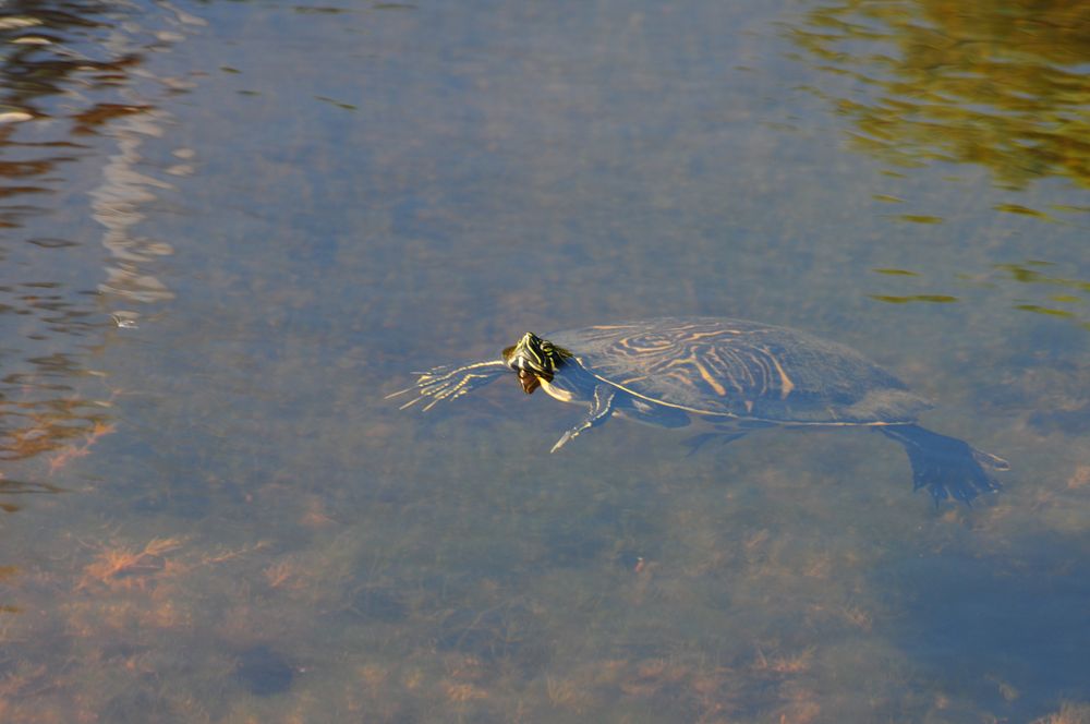 Wasserschildkröte auf Sanibel Island