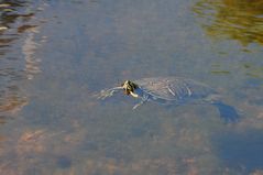 Wasserschildkröte auf Sanibel Island