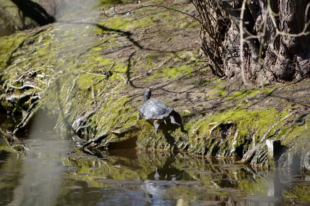 Wasserschildkröte