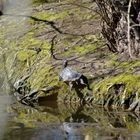 Wasserschildkröte