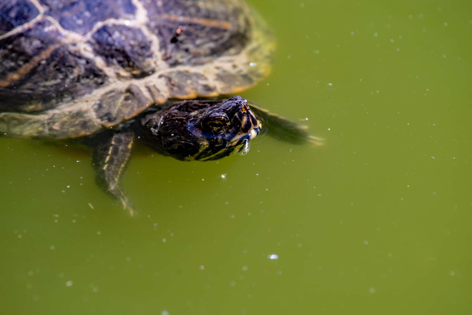 Wasserschildkröte