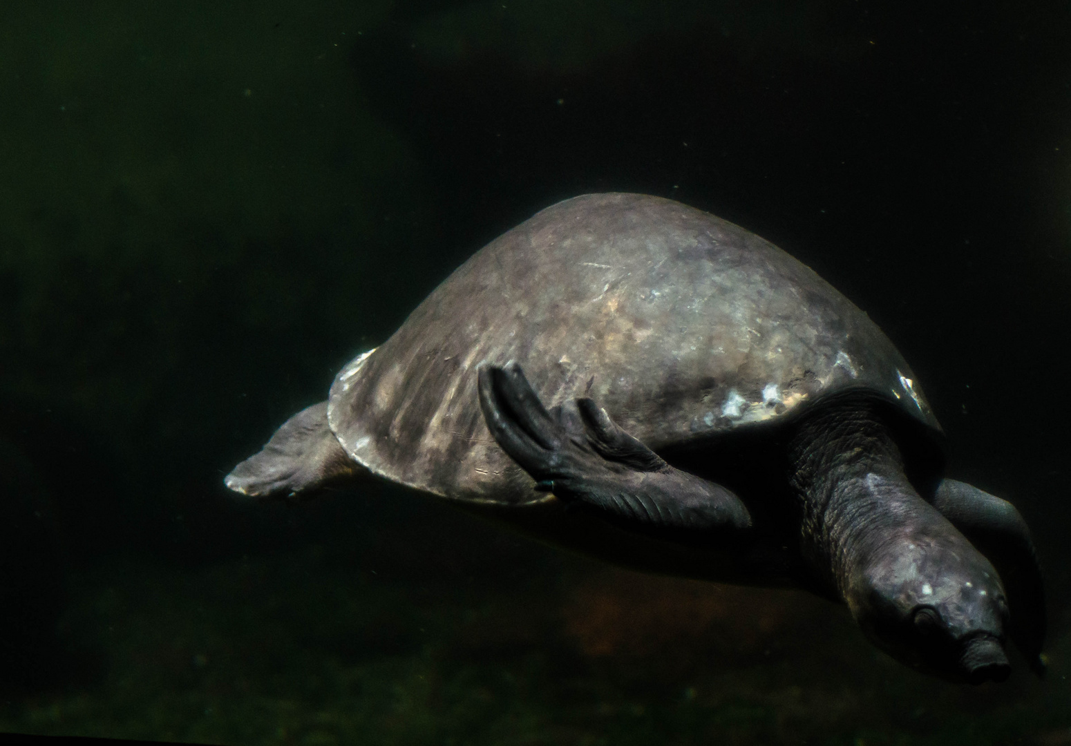 Wasserschildkröte