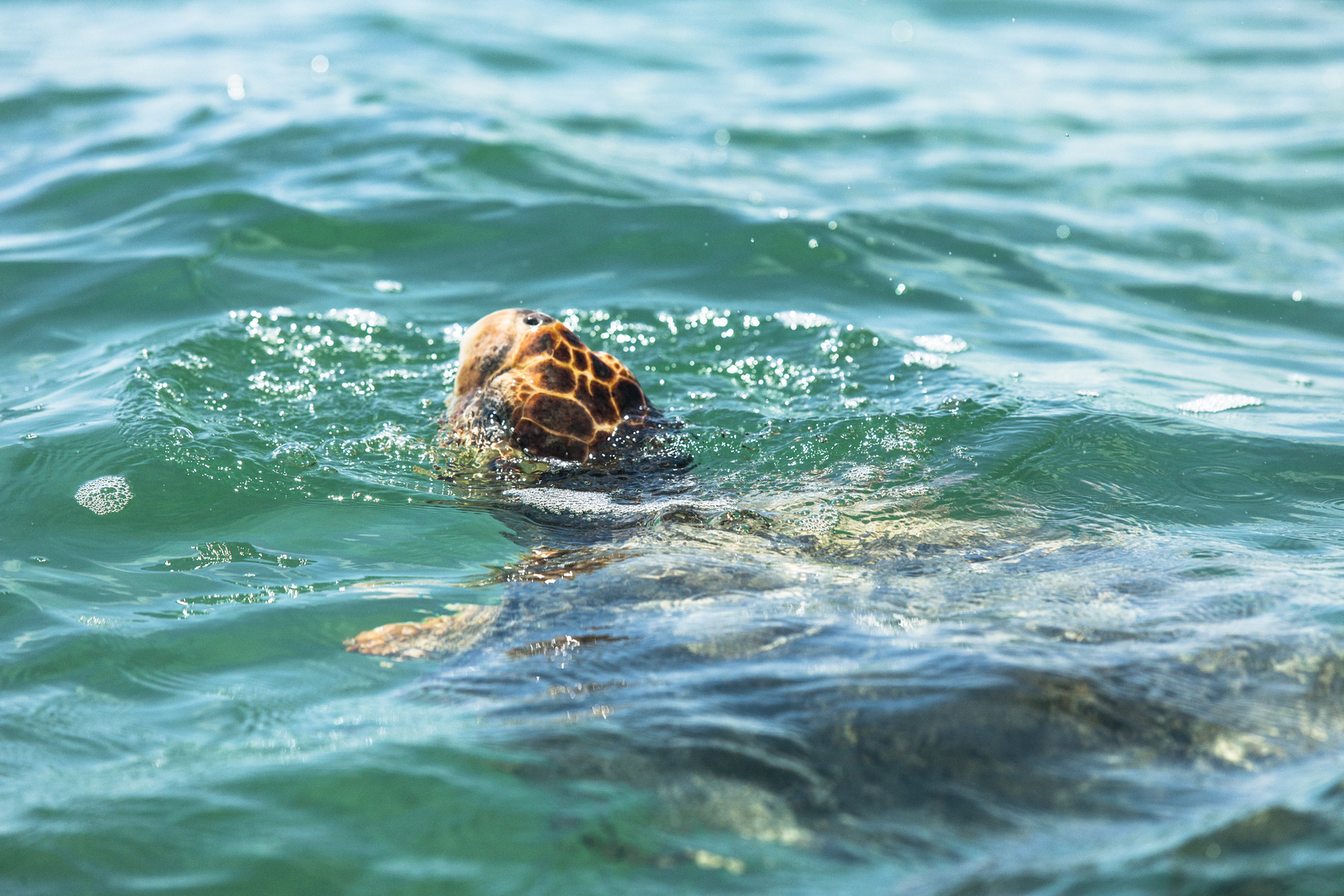 Wasserschildkröte beim Auftauchen in Sian Ka'an