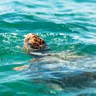 Wasserschildkröte beim Auftauchen in Sian Ka'an