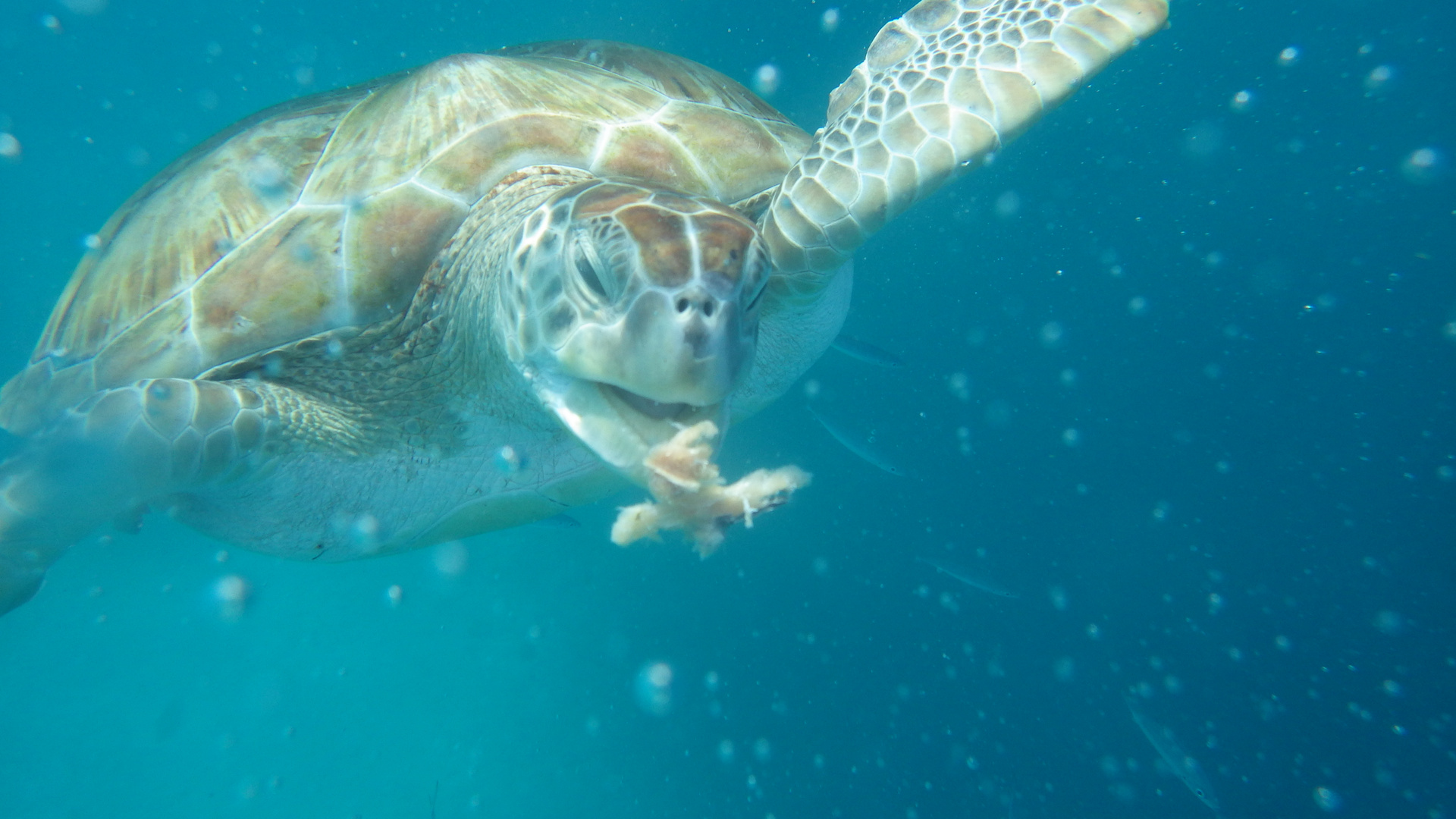 Wasserschildkröte beim Fisch Snack