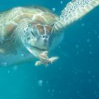 Wasserschildkröte beim Fisch Snack