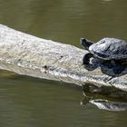 Wasserschildkröte beim Sonnenbad