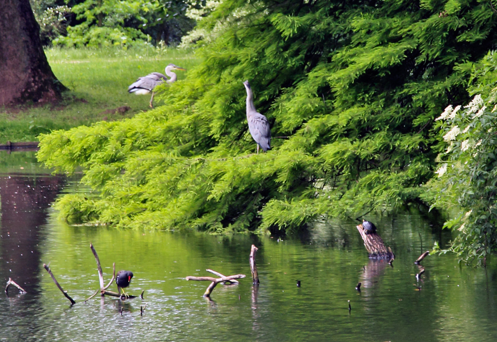 Wasserschildkröte, Blässhuhn und 2 Reiher