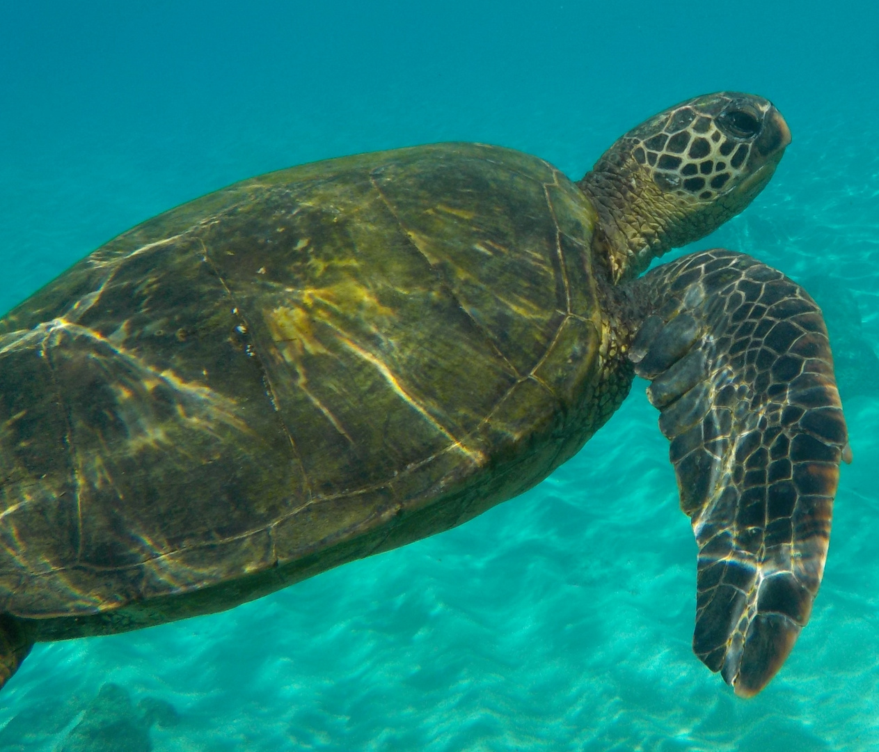 Wasserschildkröte