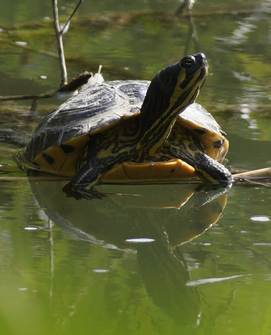 Wasserschildkröte