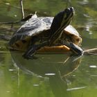 Wasserschildkröte