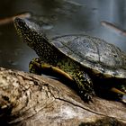 Wasserschildkröte