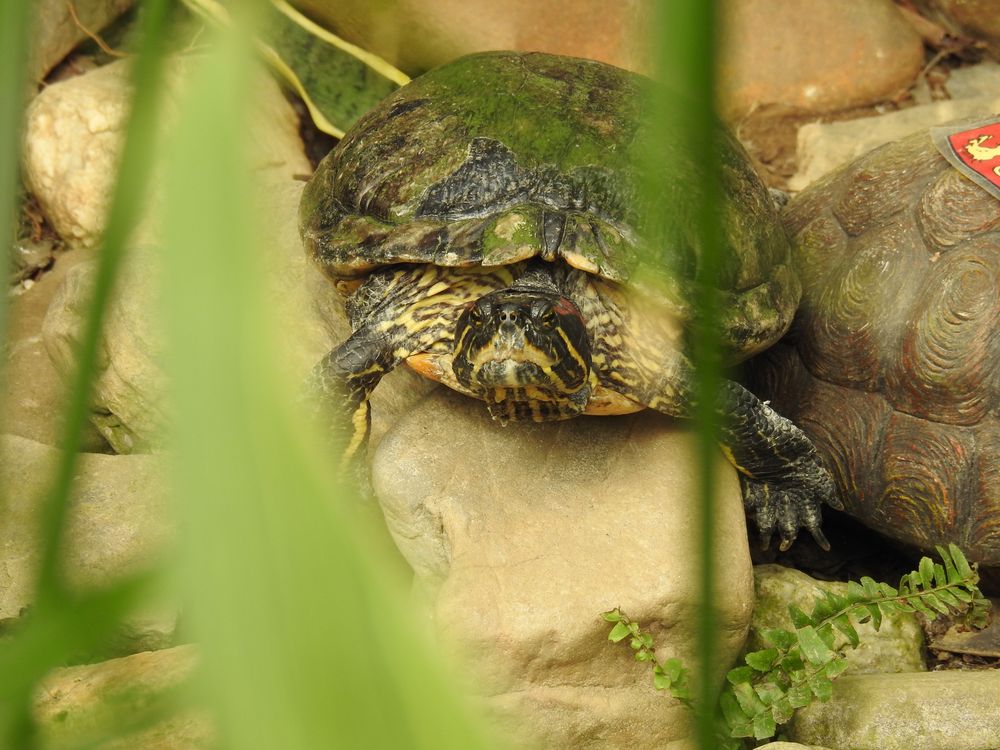 Wasserschildkröte