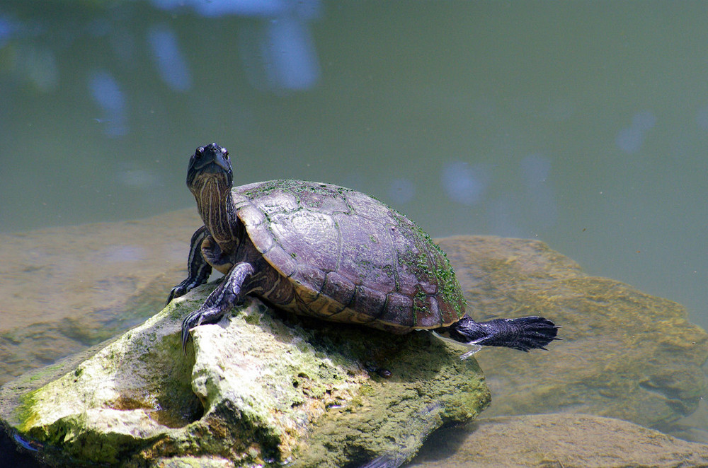 Wasserschildkröte