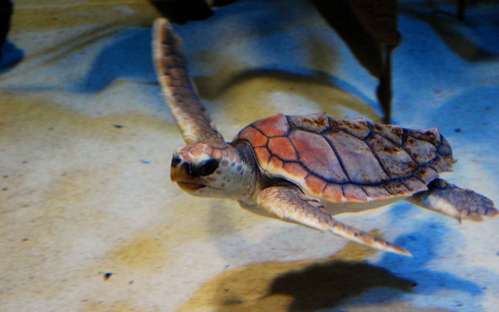 Wasserschildkröte