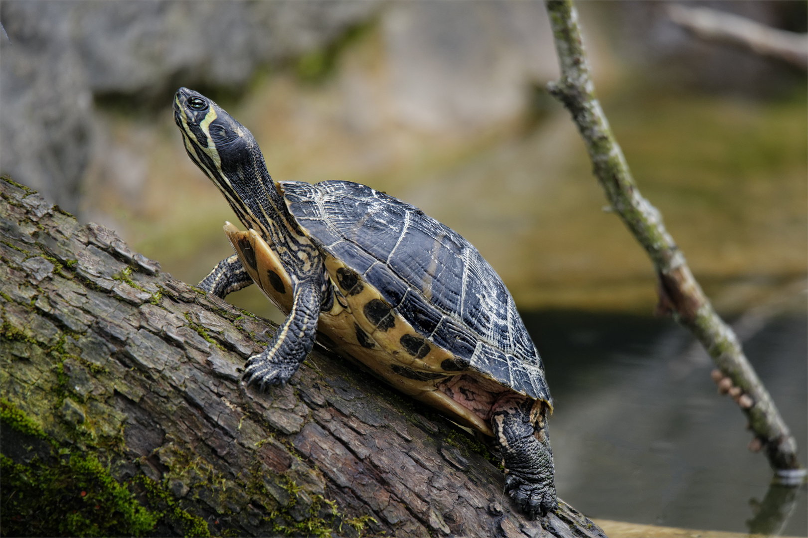 Wasserschildkröte