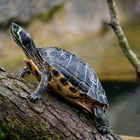 Wasserschildkröte