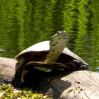 Wasserschildkröte 