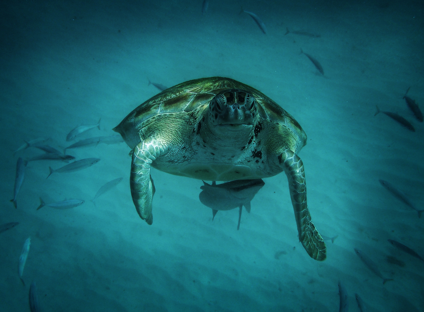 Wasserschildkröte