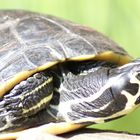 Wasserschildkröte ...