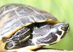 Wasserschildkröte ...