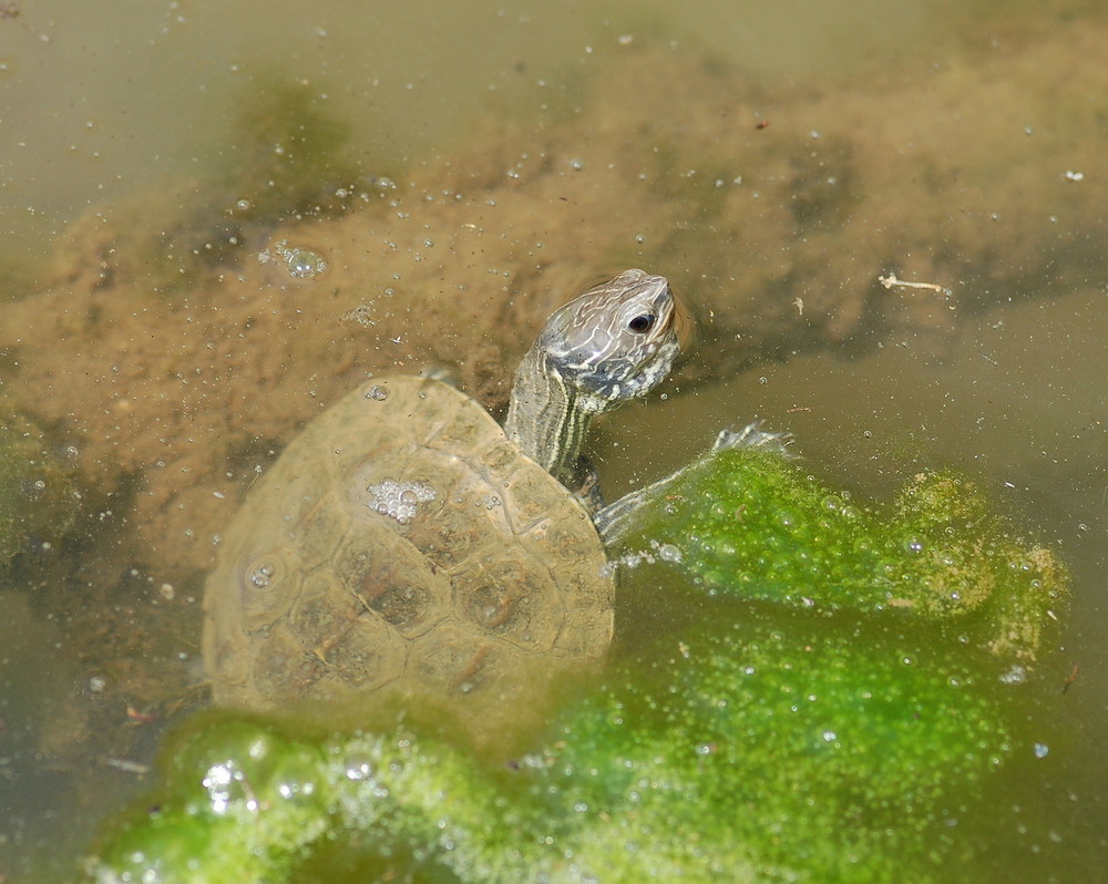 Wasserschildkröte