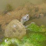 Wasserschildkröte