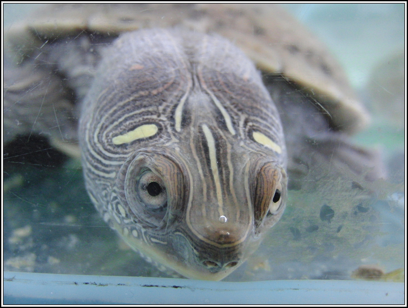 Wasserschildkröte