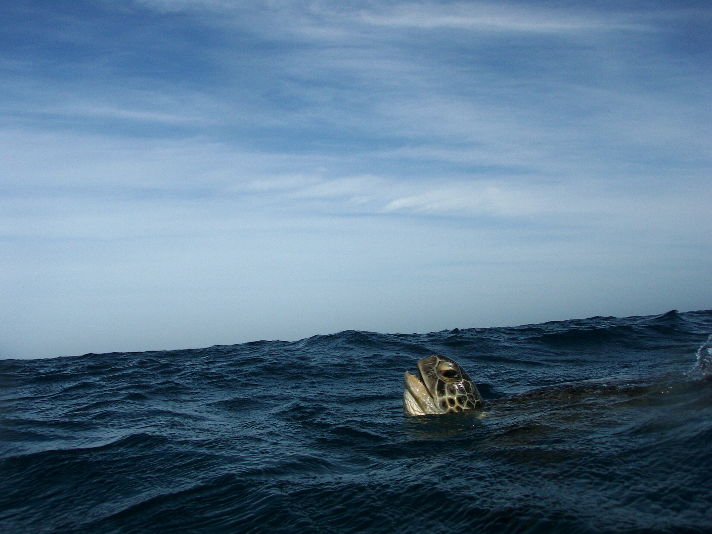 Wasserschildkröte