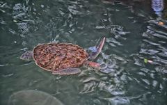 Wasserschildkröte