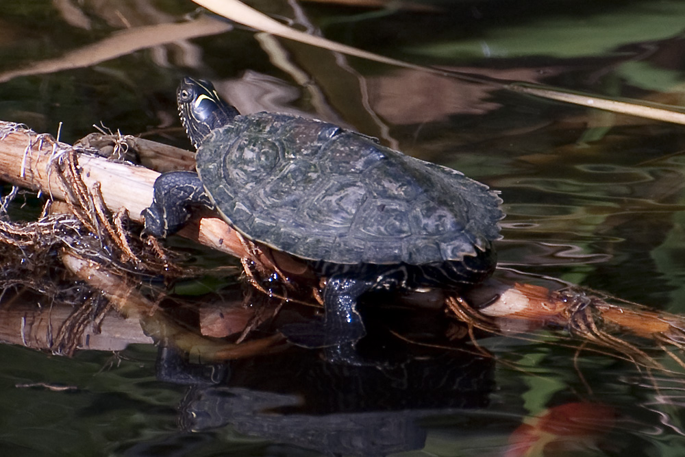 Wasserschildkröte