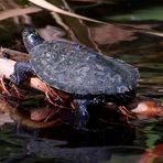 Wasserschildkröte