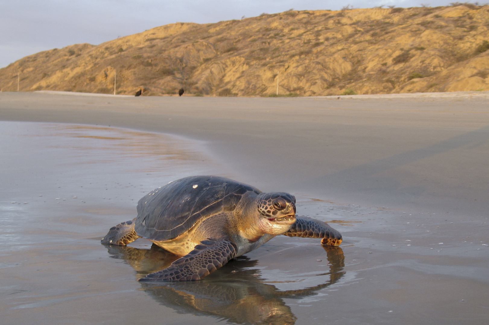 Wasserschildkröte Foto & Bild | meer, natur, wildlife Bilder auf fotocommunity