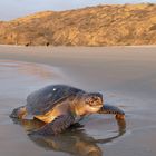 Wasserschildkröte