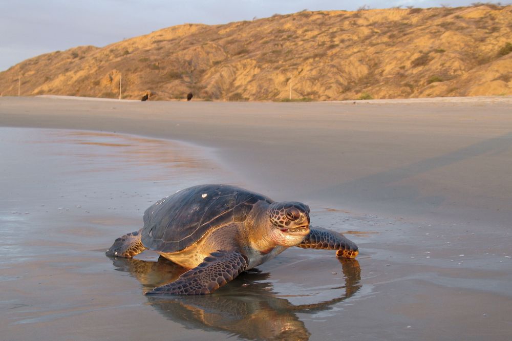 Wasserschildkröte