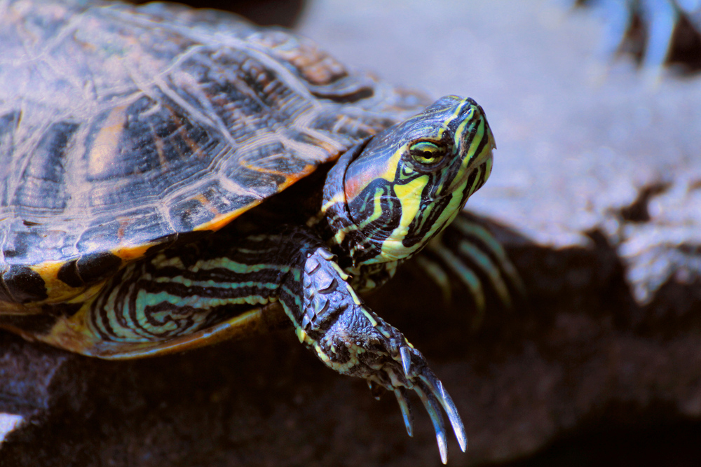 Wasserschildkröte