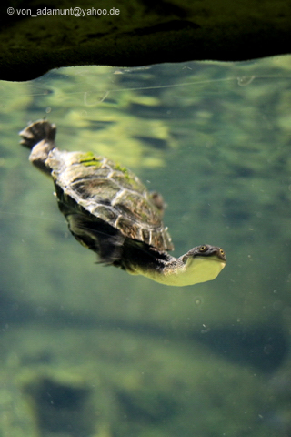 Wasserschildkröte