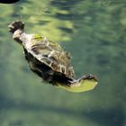 Wasserschildkröte