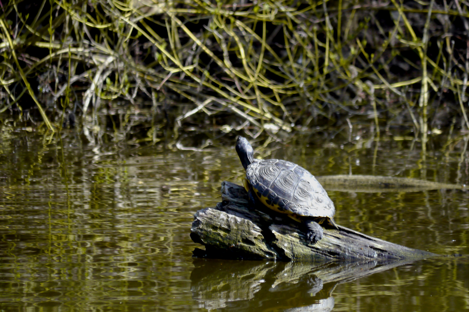 Wasserschildkröte genießt die Frühlingssonne