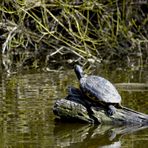 Wasserschildkröte genießt die Frühlingssonne