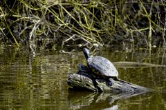 Wasserschildkröte genießt die Frühlingssonne