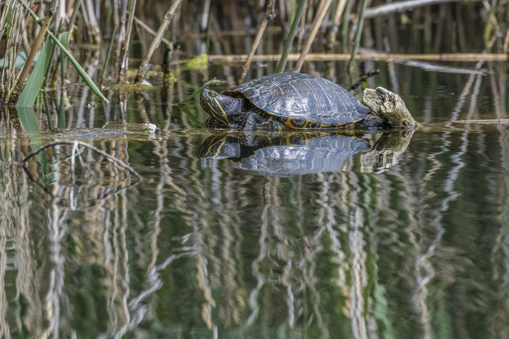 Wasserschildkröte gespiegelt