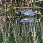 Wasserschildkröte gespiegelt