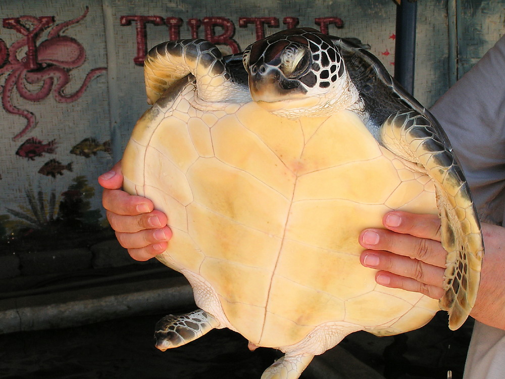 Wasserschildkröte I